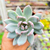 Pachyveria Powder Puff Pote 9 - comprar online
