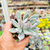Pachyveria Powder Puff Pote 9 - SUCULENTAS EM CASA