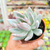 Pachyveria Powder Puff Pote 9 - loja online