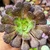 Aeonium copper kettle Pote 9