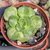 Aeonium lily pad Pote 9