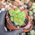 Aeonium lily pad Pote 9 - comprar online