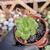 Aeonium lily pad Pote 9 na internet