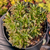 Aeonium sedifolium Pote 9
