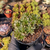 Aeonium sedifolium Pote 9 na internet