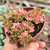 Aeonium sedifolium variegata Pote 9 - loja online