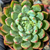 Echeveria alba aloha Pote 9