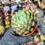 Echeveria alba aloha Pote 9 - comprar online