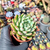Echeveria alba aloha Pote 9 na internet