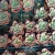 Graptopetalum albert baynes Pote 9 - loja online