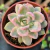 Echeveria albicans variegata Pote 9