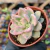 Echeveria albicans variegata Pote 9 - comprar online