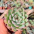 Echeveria 'apus' Pote 9 na internet
