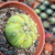 Astrophytum asterias Pote 9 - comprar online
