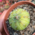 Astrophytum asterias Pote 9 na internet