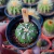 Astrophytum asterias Pote 6 Ref.4