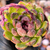 Agavoides black queen Pote 9