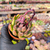 Agavoides black queen Pote 9 na internet