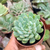 Sedeveria Blue Elf (Blue Apple) Pote 9 na internet