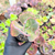 Echeveria can can verrugas Pote 9 na internet