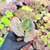 Echeveria can can verrugas Pote 9