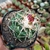 Coryphantha elephantidens Pote 11 - comprar online