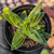 Crassula corymbulosa pagoda Pote 9