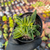 Crassula corymbulosa pagoda Pote 9 - comprar online