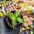 Crassula corymbulosa pagoda Pote 9 na internet