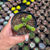 Crassula marnierana Pote 9