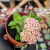 Crassula springtime Pote 9 na internet
