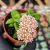Crassula springtime Pote 9