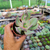 Echeveria alex Pote 9 na internet