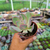 Echeveria alex Pote 9 - SUCULENTAS EM CASA