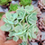 Echeveria lexus Pote 9