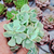 Echeveria lexus Pote 9 - comprar online