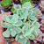 Echeveria lexus Pote 9 na internet