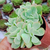 Echeveria lexus Pote 9 - SUCULENTAS EM CASA