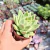 Agavoides estrela Pote 9 - comprar online