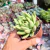 Agavoides estrela Pote 9 na internet