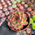 Echeveria fire pillar Pote 9 na internet