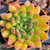 Echeveria frida kahlo Pote 9
