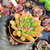 Echeveria frida kahlo Pote 9 - comprar online