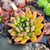 Echeveria frida kahlo Pote 9 na internet
