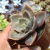 Graptopetalum albert baynes Pote 9 na internet