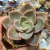 Graptopetalum albert baynes Pote 9 - comprar online
