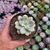 Graptopetalum ellen Pote 9