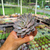 Graptoveria Lulu Pote 11 - SUCULENTAS EM CASA