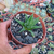 Haworthia beccaria Pote 11 - comprar online