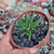 Haworthia beccaria Pote 11 na internet